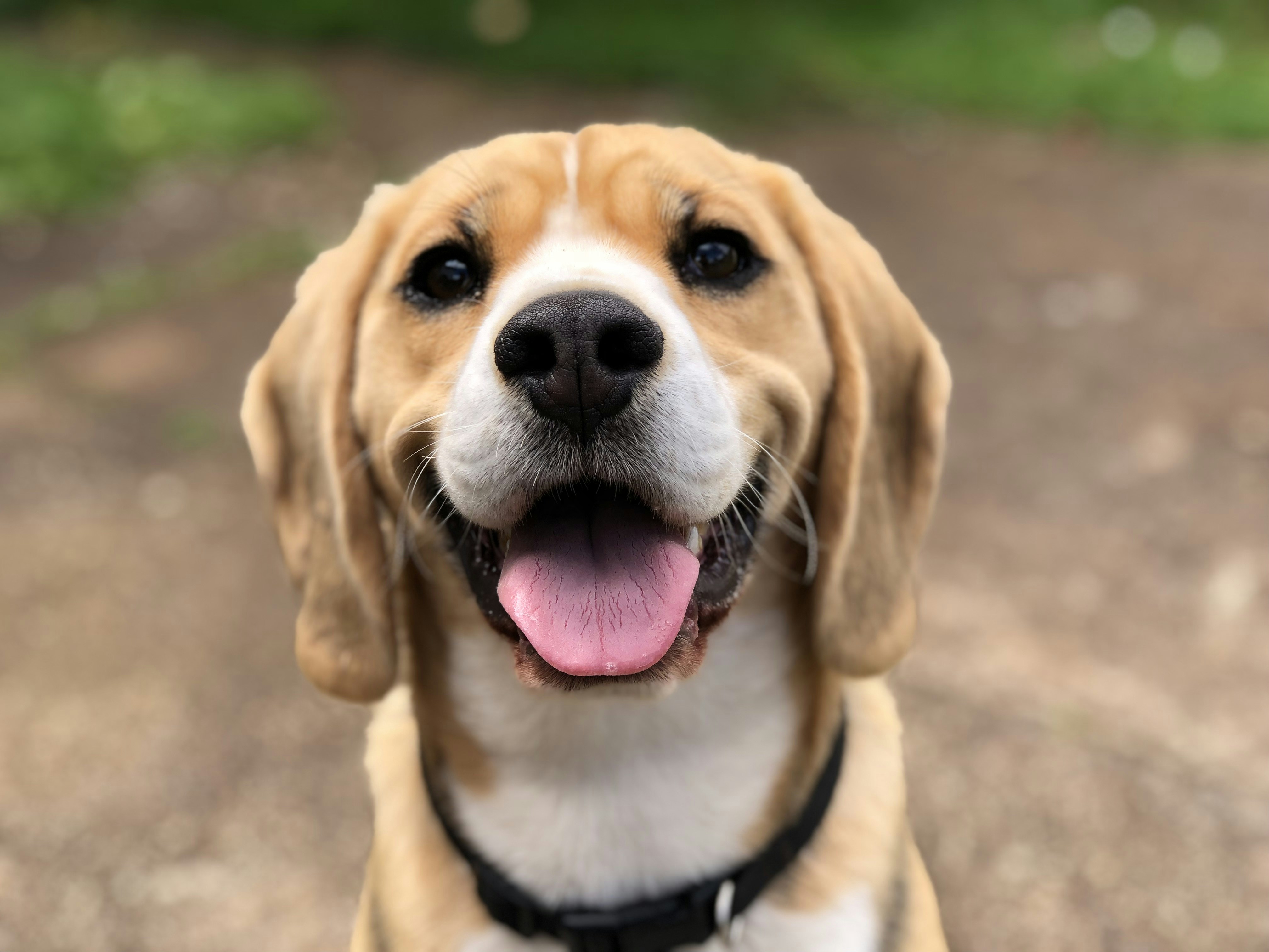 A handsome beagle